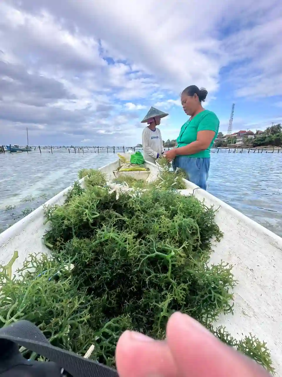 Farmers Tying Seedlings