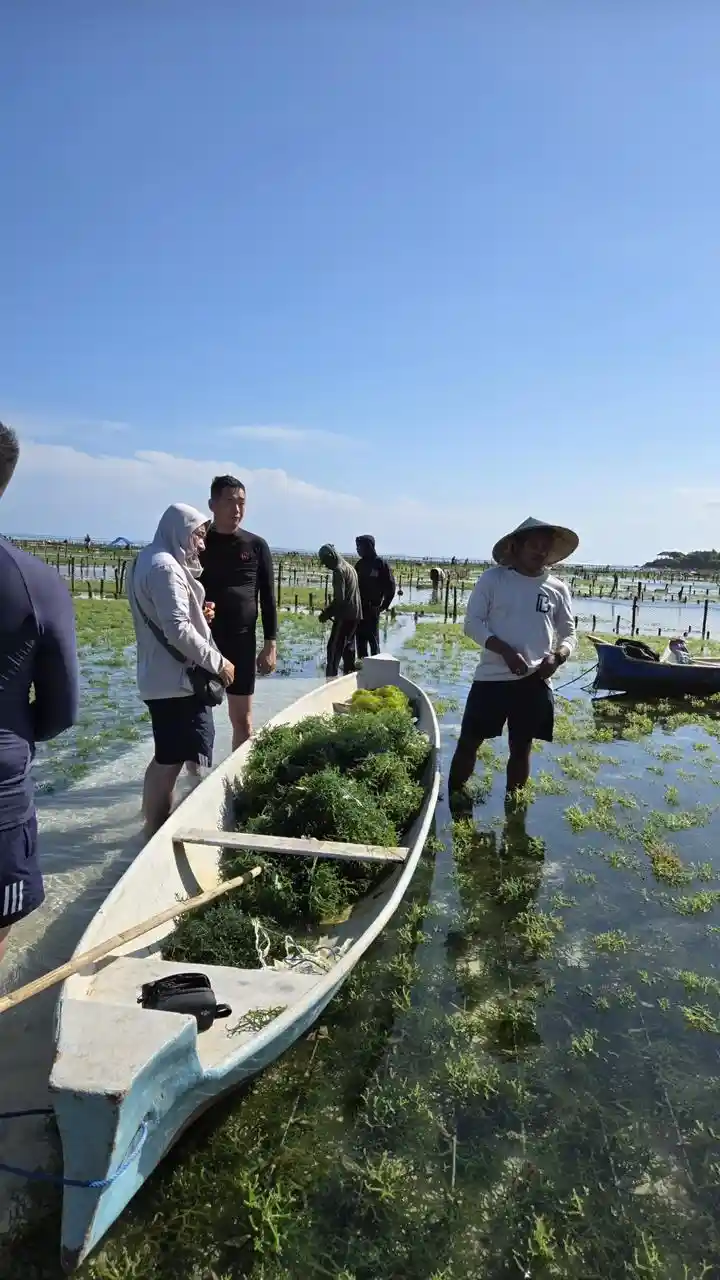 Cotoni Harvest